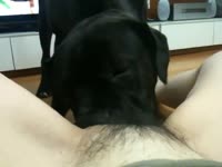 Slut's hairy pussy receiving dog oral sex